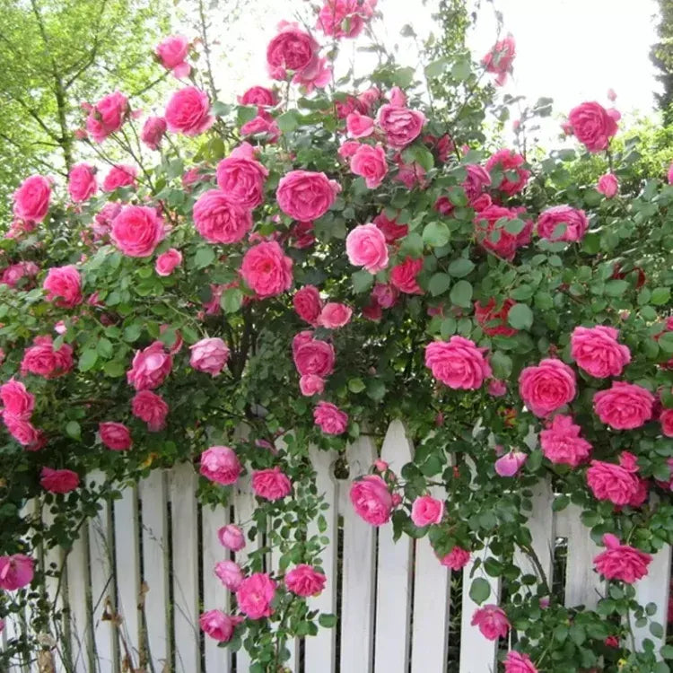 💐Beautiful Climbing Rose Seeds