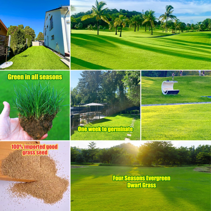🌱 Four Seasons Evergreen Dwarf Grass Seed | Create Your Perfect Lawn, Starting Here!