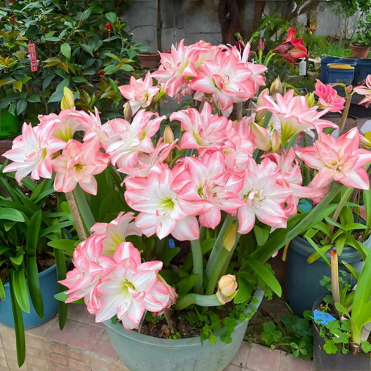 Double-Flowered Amaryllis Bulb🌼