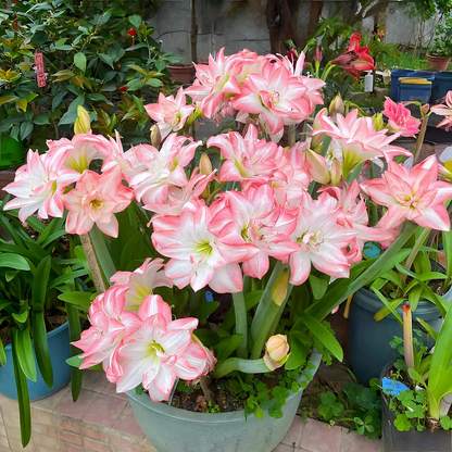 Double-Flowered Amaryllis Bulb🌼