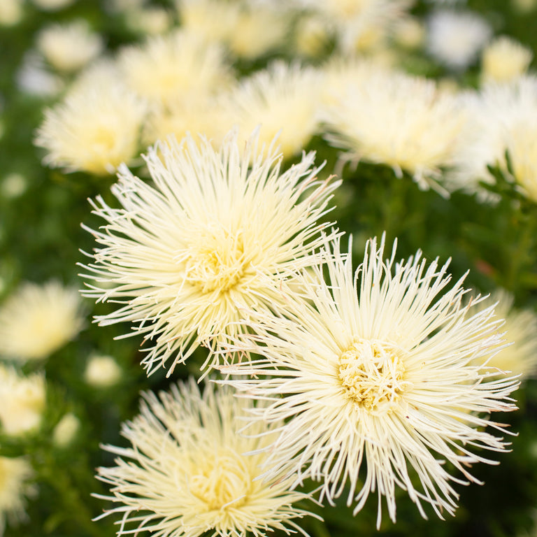 China Aster Valkyrie Yellow