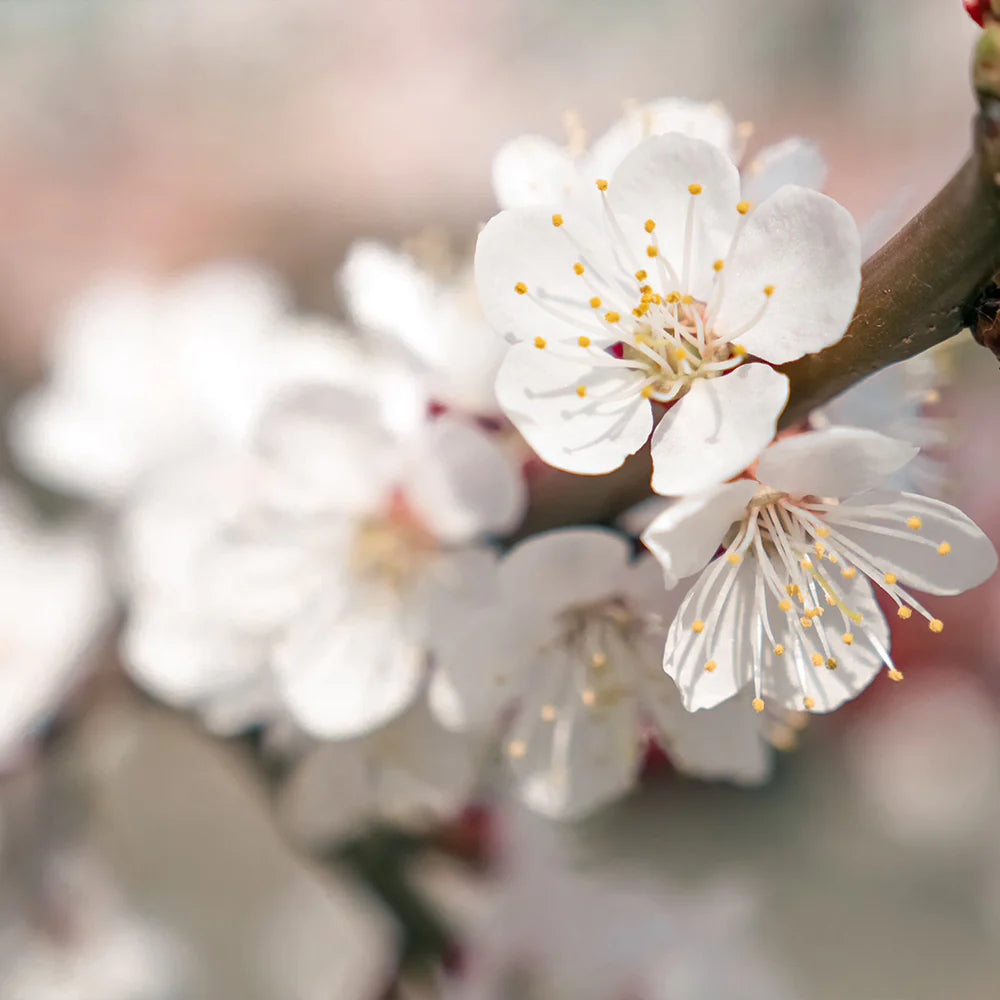 Apricot Seeds