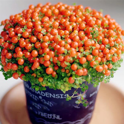 Egrow 50Pcs(100Pcs)/Bag Lamp Beads Grass Seeds Flower Seeds Garden Bonsai Plant for Home Garden Plants