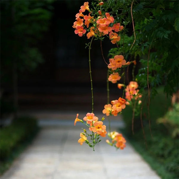 Trumpet Vine
