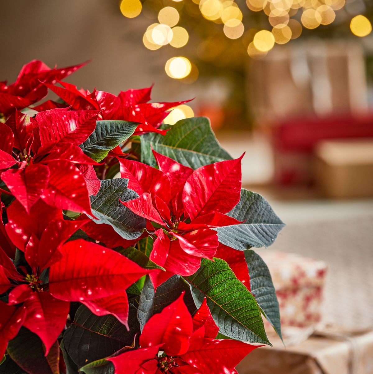 Christmas Star Flower Poinsettia Pot Seeds