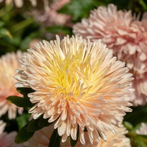King Size Apricot