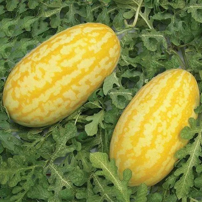 Gold In Gold Hybrid Watermelon Seeds