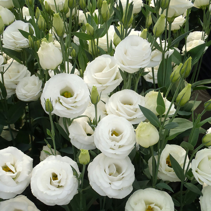Eustoma Russellianum Seeds