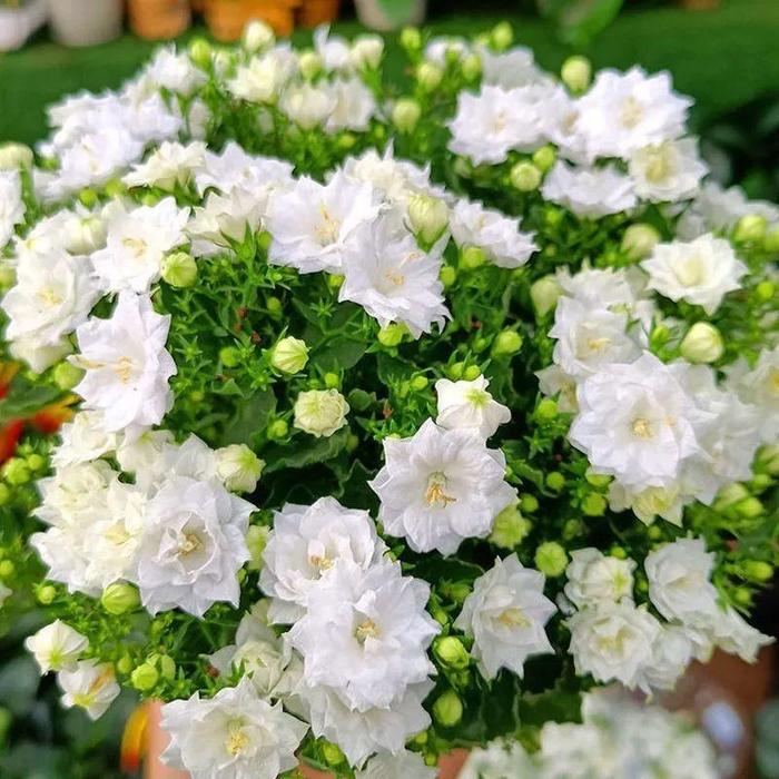 Double Campanula Seeds