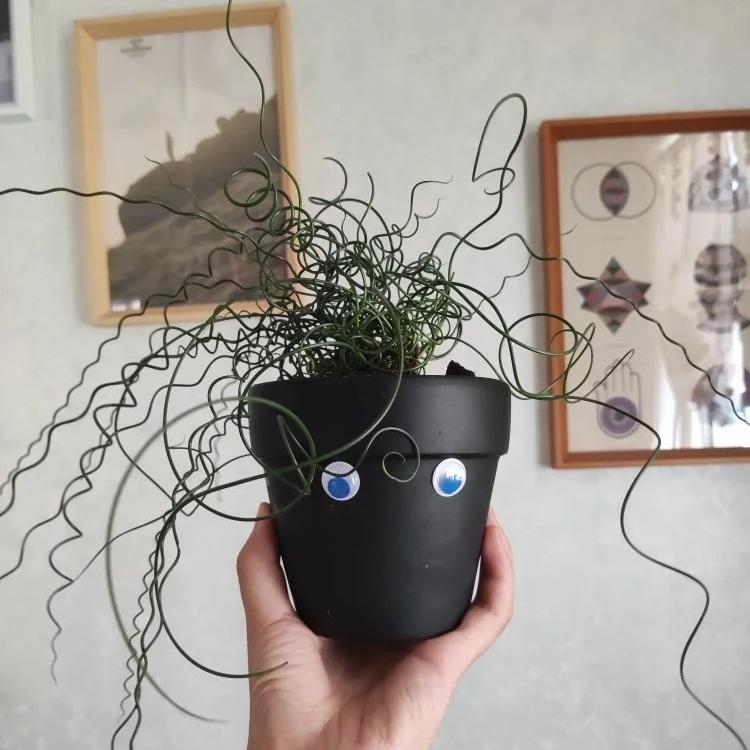 🌿Spiral Grass - Curved and Cute