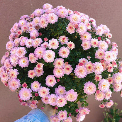 🌸Candy Chrysanthemum Seeds