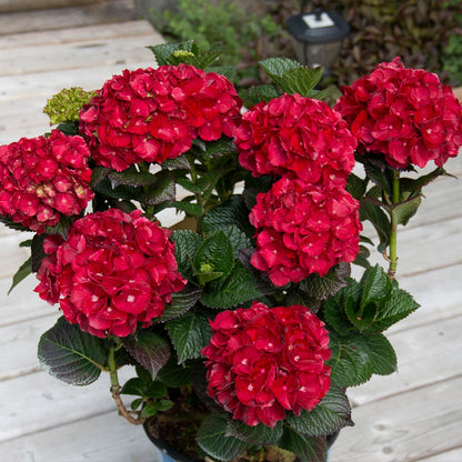 🌸Hydrangea – The Timeless Beauty of Every Garden ✨
