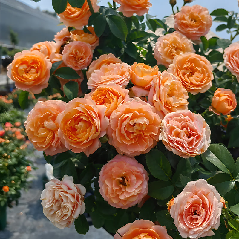 Potted Four Seasons Rose Juice Balcony