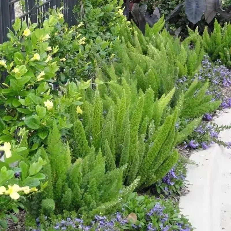 Asparagus Meyeri 'Foxtail Fern' Seeds