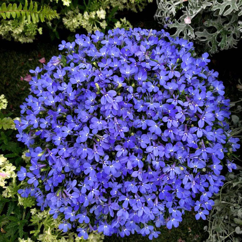 Lobelia Seeds - One of the best edging plants