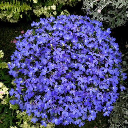 Lobelia Seeds - One of the best edging plants