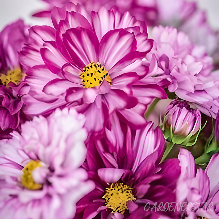 🌸Double Cosmos Seeds-Flower of Happiness