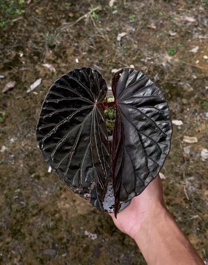 Uniqueness of Begonia Black Blood