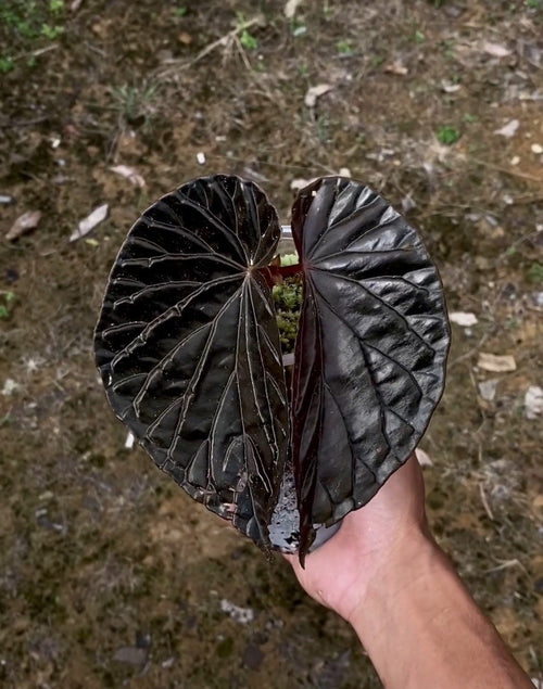Uniqueness of Begonia Black Blood