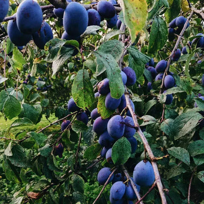 Damson Blue Plums Fruit Seeds
