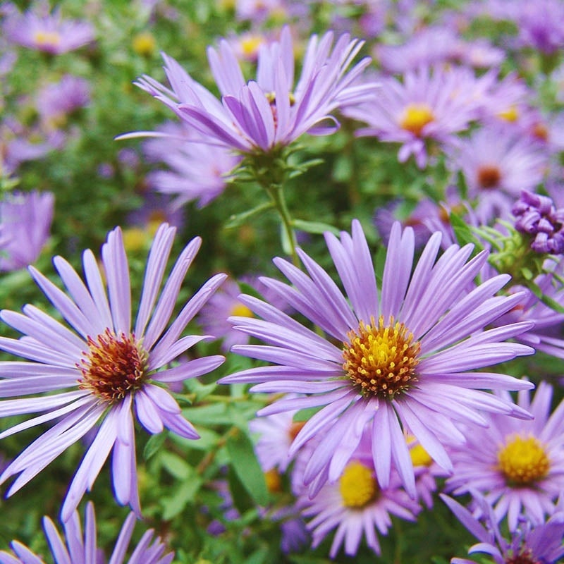 🌼 Superstar Aster Collection: Late Summer to Fall Beauty