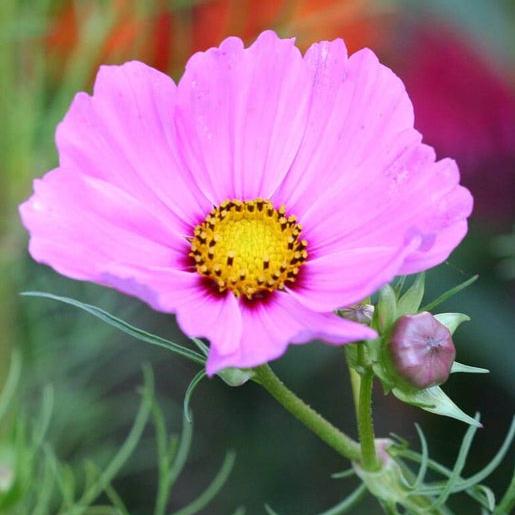 Pink Cosmos