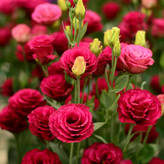 🌺Lisianthus - Sincere Love