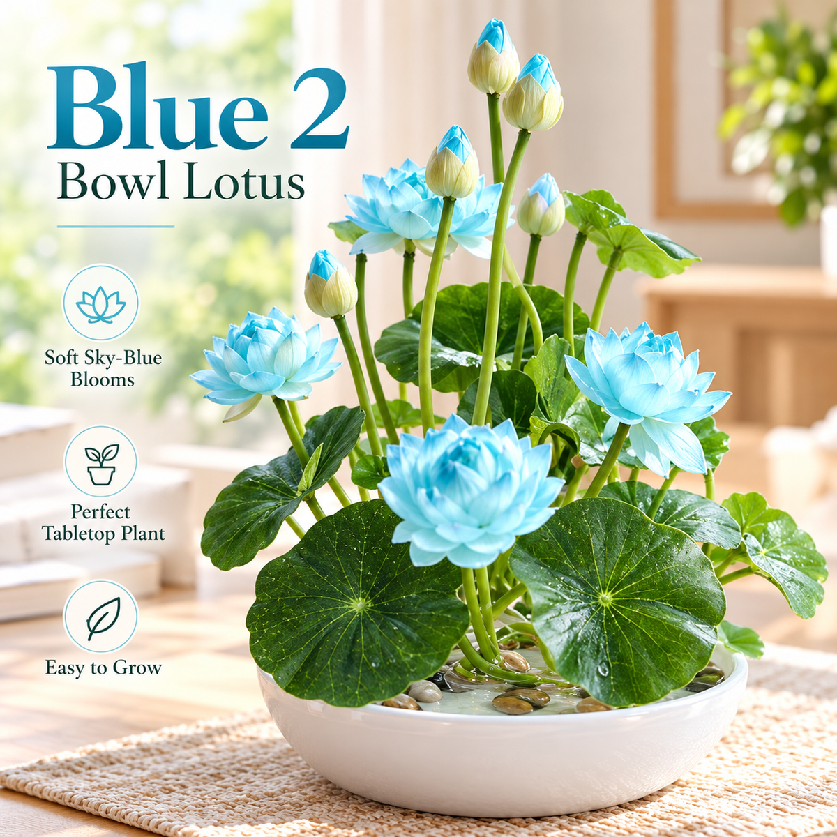 🪷Water lily - The Sacred Bonsai Lotus Flower