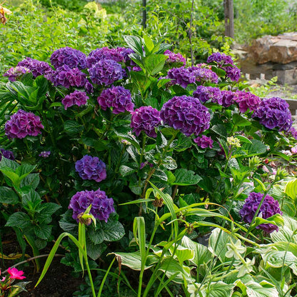 🌸Hydrangea – The Timeless Beauty of Every Garden ✨