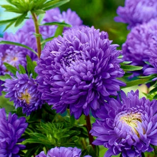 Aster China Matsumoto Blue Flower