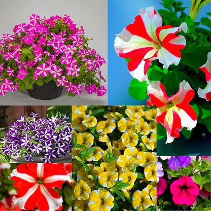 🌸Petunia Seeds