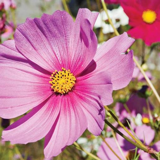 Pink Cosmos