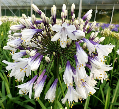🎁New Year Sale🎁Agapanthus africanus 'Fireworks'