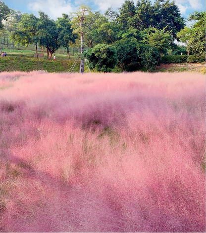 Pink Muhly Grass Seeds