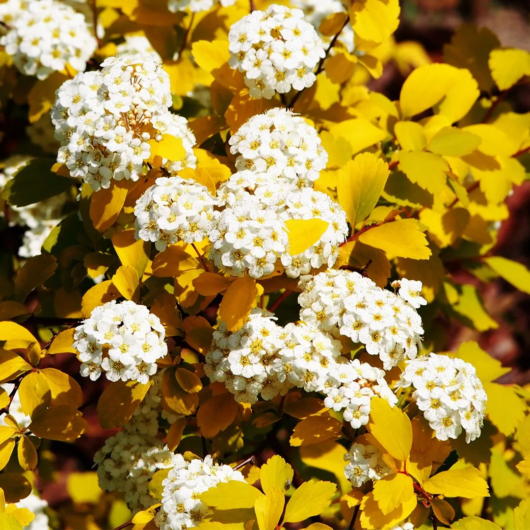 💛Golden Fountain Spiraea