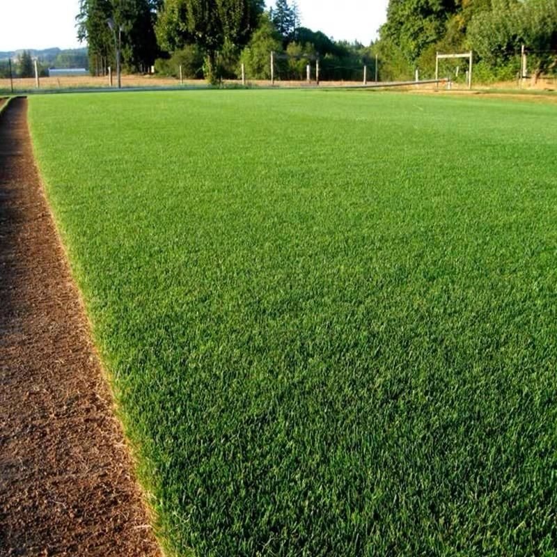🌱 Evergreen dwarf grass seed for four seasons | Create your perfect lawn here