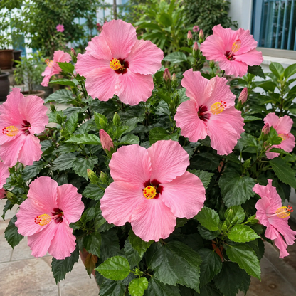 🌺 Premium Hibiscus Seeds-Grow Giant Blooms With Months of Brilliant Color and Effortless Beauty