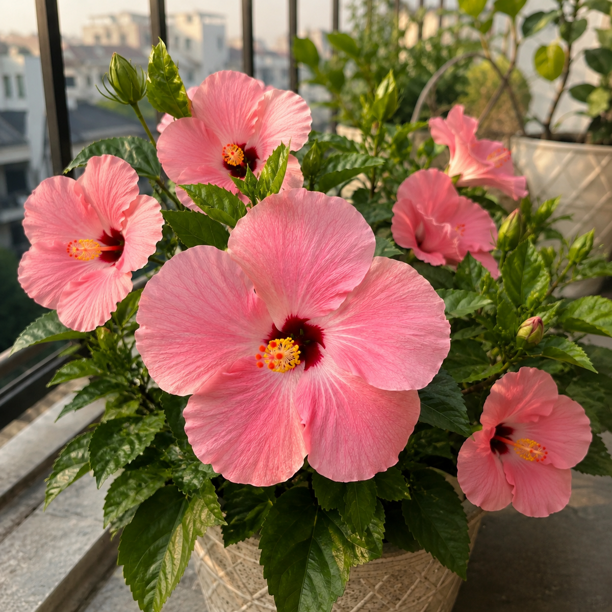 🌺 Premium Hibiscus Seeds-Grow Giant Blooms With Months of Brilliant Color and Effortless Beauty