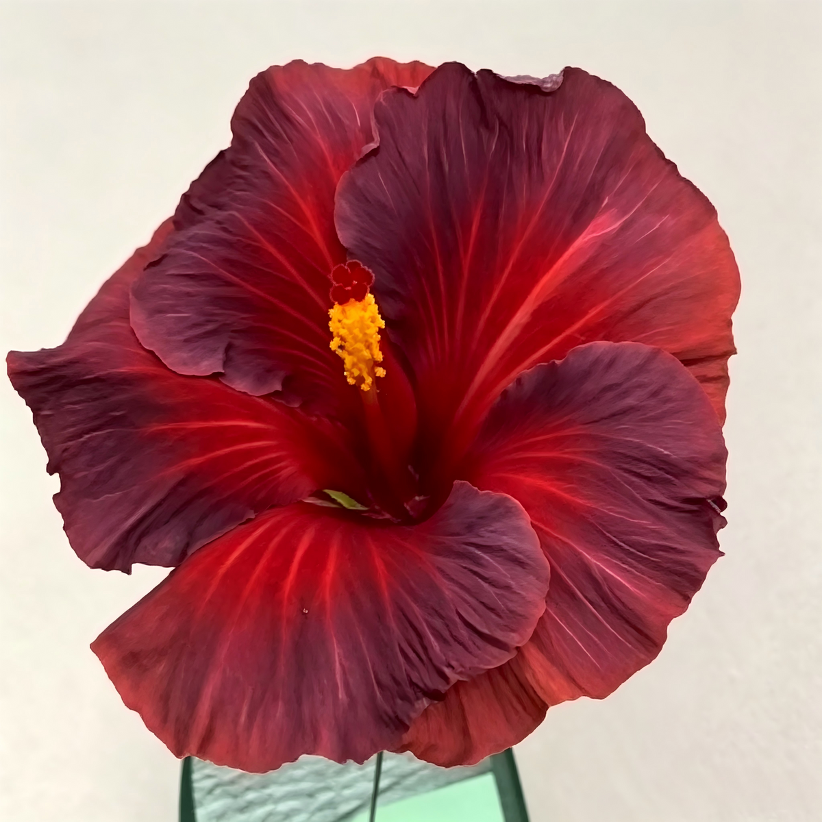 🌺 Premium Hibiscus Seeds-Grow Giant Blooms With Months of Brilliant Color and Effortless Beauty