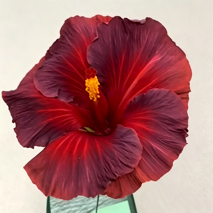 🌺 Premium Hibiscus Seeds-Grow Giant Blooms With Months of Brilliant Color and Effortless Beauty