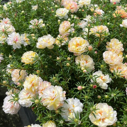 Double-flowered moss rose🌈