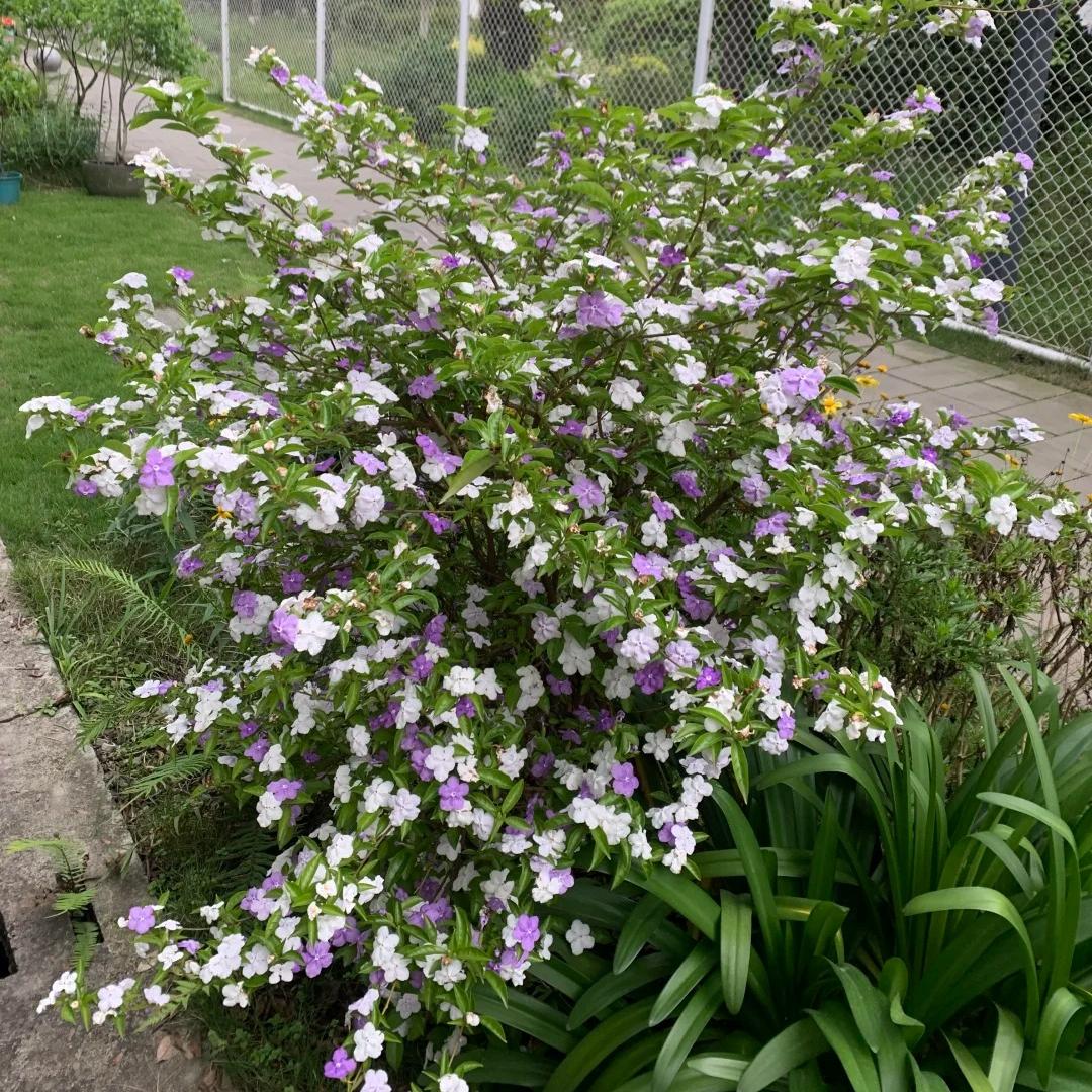 Two-tone jasmine plant-Yesterday-Today-and-Tomorrow💜