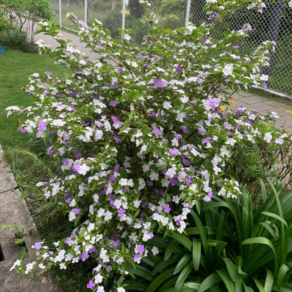 Two-tone jasmine plant-Yesterday-Today-and-Tomorrow💜