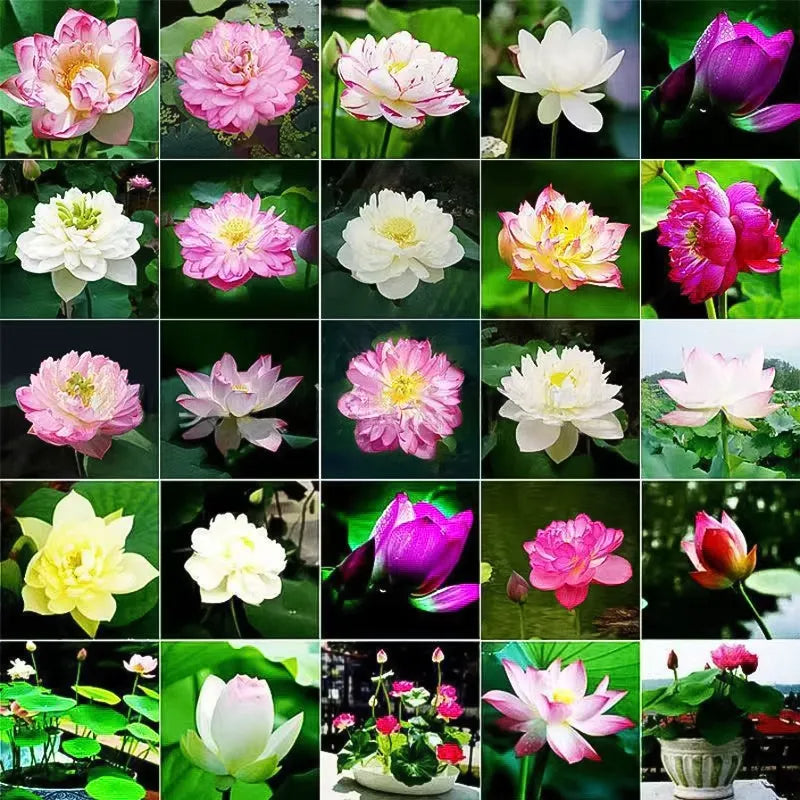 🌸LAST DAY Promotion 50% OFF🌸 Hydroponic Lotus 🌸 | Fresh, Simple & Beautiful(🌱Survival Guaranteed: Free Replacements🌿)