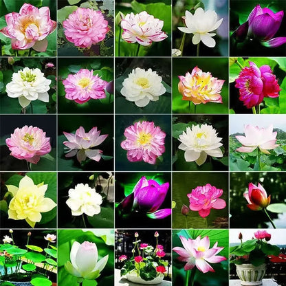 🌸LAST DAY Promotion 50% OFF🌸 Hydroponic Lotus 🌸 | Fresh, Simple & Beautiful(🌱Survival Guaranteed: Free Replacements🌿)