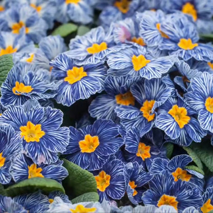 Primula Seeds Blue Zebra Primrose Seeds