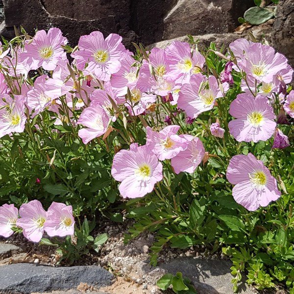Evening Primrose Seeds