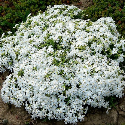 💐Vibrant Tapestry of Color ✨Creeping Phlox Seeds, Shibazakura Seeds