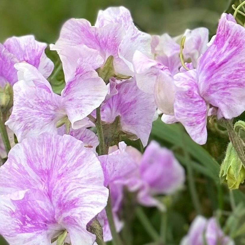 LAVENDER FLAKE SWEET PEA SEED