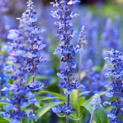 Hyssop Seeds